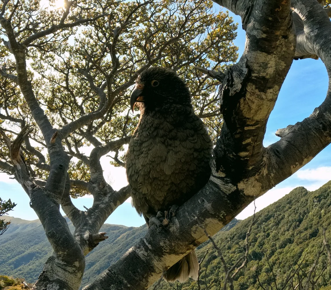 Fiordland Traverse November-December 2022
