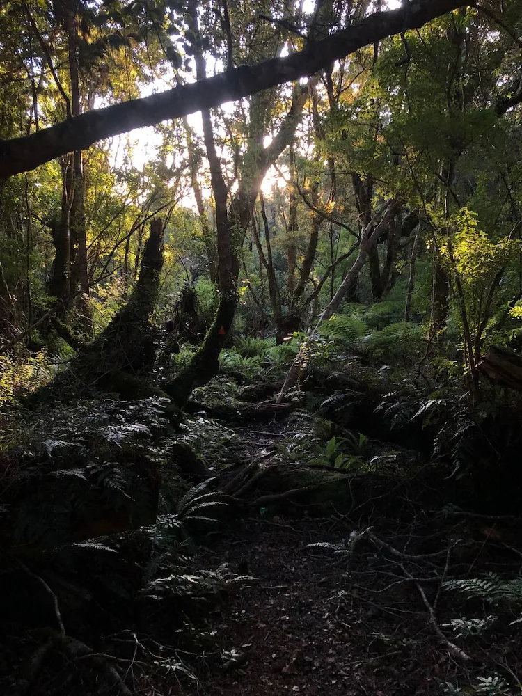 The Longwoods