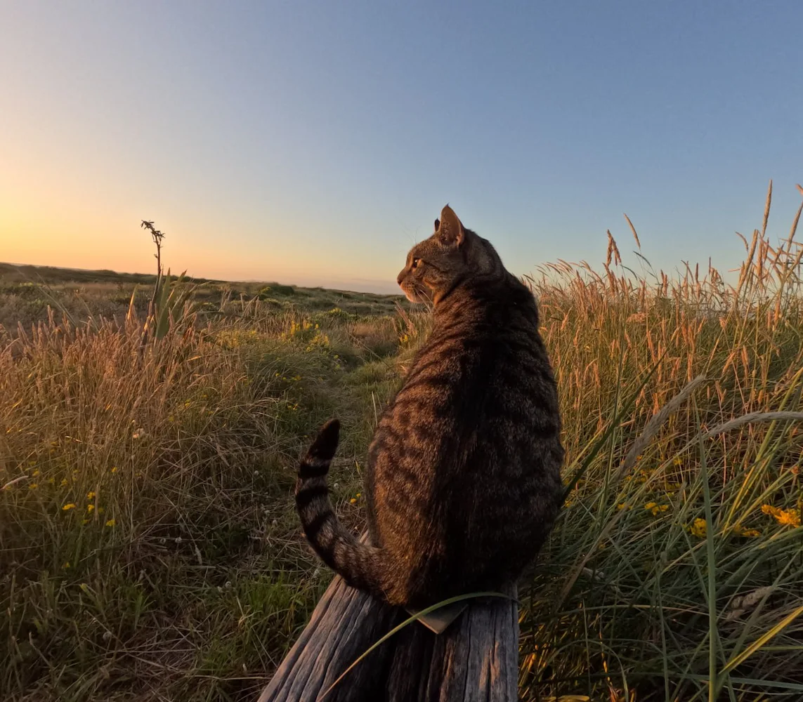 Roy The Cat