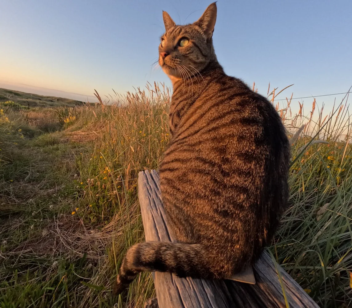 Roy The Cat